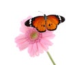 Flower with beautiful painted lady butterfly isolated Royalty Free Stock Photo