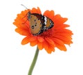 Flower with beautiful painted lady butterfly isolated Royalty Free Stock Photo