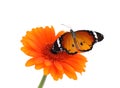 Flower with beautiful painted lady butterfly isolated Royalty Free Stock Photo