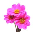 Flower of beautiful pink dahlia bouquet isolated on white background Royalty Free Stock Photo