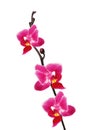 Flower beautiful pink orchid - phalaenopsis Royalty Free Stock Photo