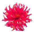 Flower of beautiful red dahlia macro nature isolated on white background Royalty Free Stock Photo