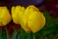 Flower,beautiful tulips,tulip in spring,beautiful bouquet of tulips, tulip,