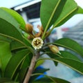 Flower become tropical fruits called sawo