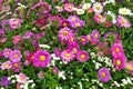 Flower bed of autumn flowers Royalty Free Stock Photo