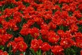 A flower bed with beautiful intense red tulips with yellow stamens and pistil black