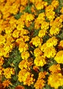 flower bed of beautiful marigold Royalty Free Stock Photo