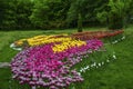 Flower bed of beautiful multicolored tulips, during the spring Royalty Free Stock Photo