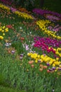 Flower bed of beautiful multicolored tulips, during the spring Royalty Free Stock Photo