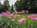 Flower bed of beautiful multicolored tulips, during the spring Royalty Free Stock Photo