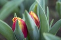 Closeup macro of tulips with raindrops in spring Royalty Free Stock Photo