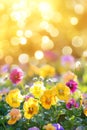 Flower Bed with beautiful tiny yellow pansies or viola Royalty Free Stock Photo