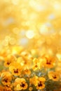 Flower Bed with beautiful tiny yellow pansies or viola Royalty Free Stock Photo