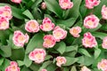 Flower bed of beautiful tulips. Beautiful spring tulips flowers in park. Top view Royalty Free Stock Photo