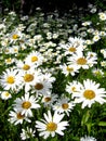 Flower-bed of beautiful white chamomiles Royalty Free Stock Photo