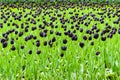 Flower bed of black tulips