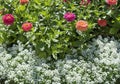 Flower bed with blooming dahlias in the park