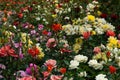 A flower bed with blooming multi-colored roses