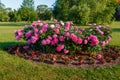 Flower bed with blooming peonies