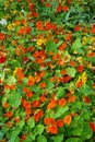 flower bed with blooming red and yellow nasturtiums