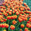 Flower bed with blooming tulips at the famous Keukenhof Gardens Royalty Free Stock Photo