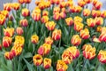 Flower bed with blooming tulips Royalty Free Stock Photo