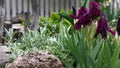 Flower bed with irises and stachys. Royalty Free Stock Photo