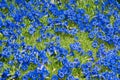 Flower bed with blue gentian blossoms