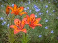 Flower bed with blue linen and saffron lilies under rain