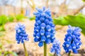 Flower bed with blue muscari close-up. Spring blooming of beautiful flowers Royalty Free Stock Photo