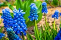 Flower bed with blue muscari close-up. Spring blooming of beautiful flowers Royalty Free Stock Photo