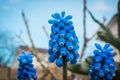 Flower bed with blue muscari close-up. Spring blooming of beautiful flowers Royalty Free Stock Photo