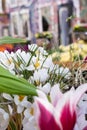 Flower bed in the botanical garden with the first spring flowers of white crocuses Royalty Free Stock Photo