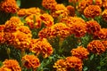 Chose up of bright and cheerful marigolds Royalty Free Stock Photo