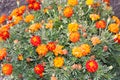 Flower bed with bright marigolds