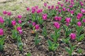 Flowerbed with bright pink tulips in April Royalty Free Stock Photo