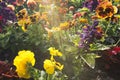 Flower bed at Butchart Gardens, Victoria, British Columbia, at sunset Royalty Free Stock Photo