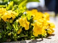 Many yellow Viola lutea flowers grow in a flower bed along the street.