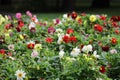 Flower bed with colorful ball shaped Dahlia blossoms. Blooming Dahlia flowers in late summer. Royalty Free Stock Photo