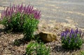 Flower bed of colorful prairie flowers in an urban environment attractive to insects and butterflies, mulched by gravel. on the co Royalty Free Stock Photo