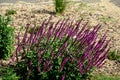 Flower bed of colorful prairie flowers in an urban environment attractive to insects and butterflies, mulched by gravel. on the co Royalty Free Stock Photo