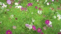 Flower bed with Cosmeya purple flowers close-up on a green background