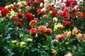 Flower bed with dahlias. Royalty Free Stock Photo
