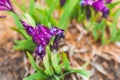 Flower bed with dew drops with beautiful and unusual flowers of a border iris of saturated violet color close-up, top view