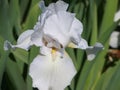 A White Iris Bloom on a Green Background Royalty Free Stock Photo