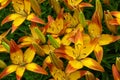 Flower bed with flowers in garden. Yellow-red Daylilies Latin: Hemerocallis close up. Soft selective focus Royalty Free Stock Photo