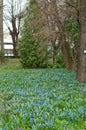 Flower bed in the forest vert