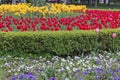 Flower bed in formal garden Royalty Free Stock Photo