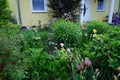 Flower bed in front of the house with a flowering bush Physocarpus opulifolius and flowers of irises, roses, aquilegia... Royalty Free Stock Photo