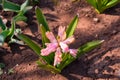 Flower bed in garden. Beautiful spring flowers closeup. Light-pink Hyacinth Latin: Hyacinthus. Selective focus. Soft blurry Royalty Free Stock Photo